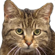 Logo von Katzenfreunde Lebach e.V.