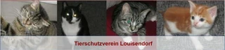 Logo von Louisendorf e.V.