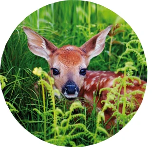 Logo von Wildtierhilfe MV